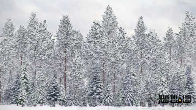 دانلود سی جی اکسيس شماره 98 CGAxis - درختان کاج زمستانی