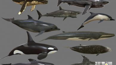دانلود کالکشن مدل سه بعدی ماهی های بزرگ