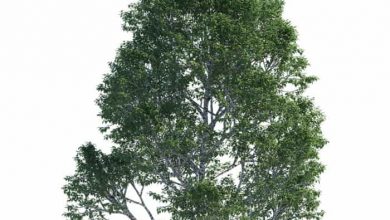 دانلود کالکشن مدل سه بعدی درخت های توس از Polyget