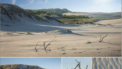 دانلود مجموعه تصاویر رفرنس از تپه های ساحلی