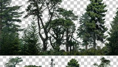 دانلود مجموعه تصاویر رفرنس از درختان مخروطی