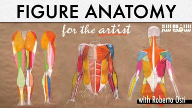 آموزش آناتومی فیگور برای هنرمندان از Roberto Osti