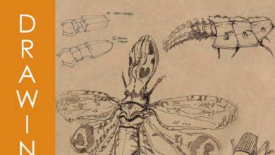 آموزش طراحی و ترسیم داینامیک حشرات