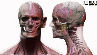 دانلود مدل سه بعدی کاراکتر آناتومی مرد