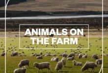دانلود پکیج افکت صوتی حیوانات در مزرعه