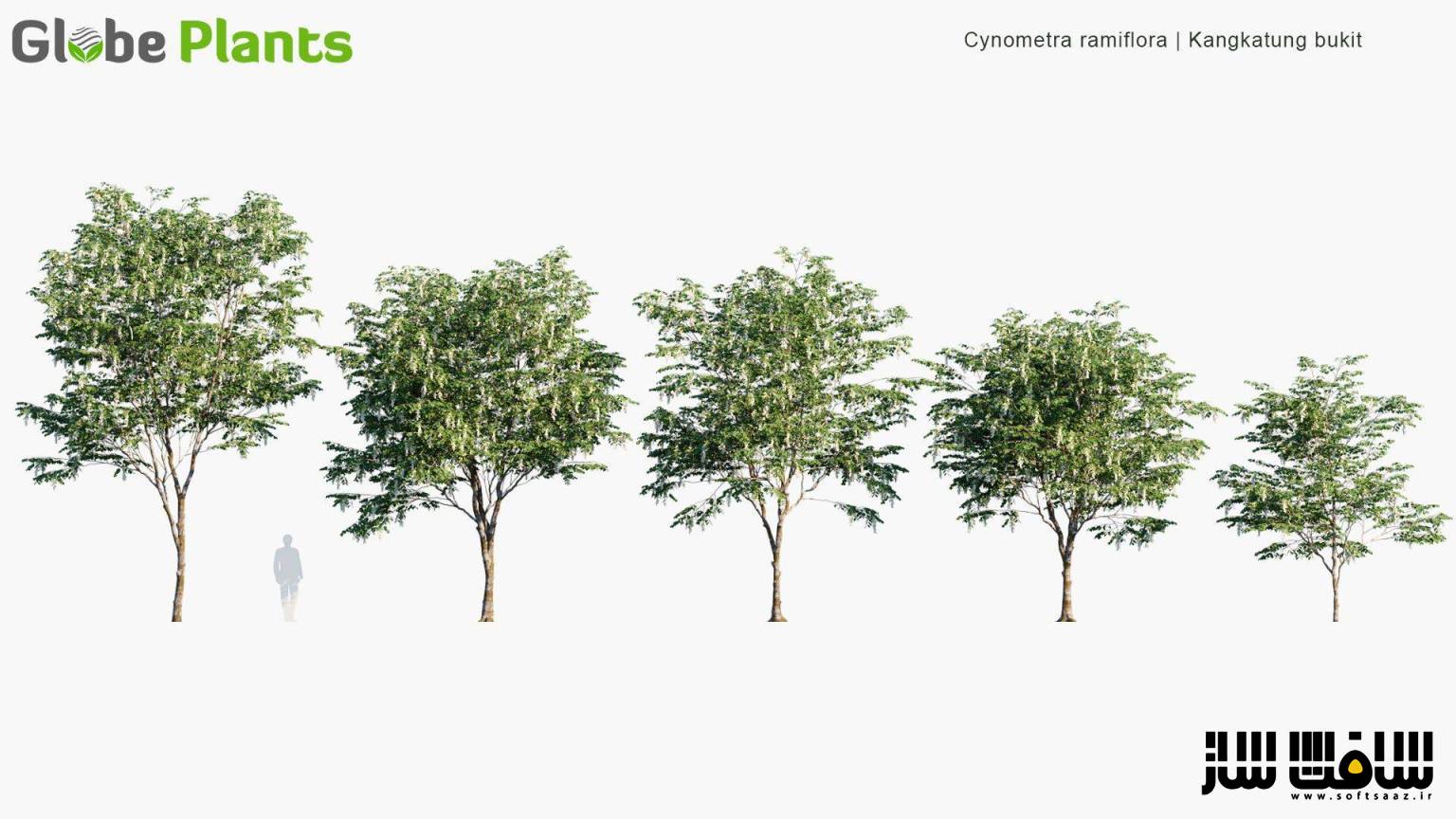 دانلود مدل سه بعدی گیاهان سینومترا رامی فلورا