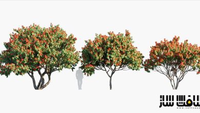 دانلود مدل سه بعدی درختان ساراکا آسوکا