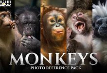 دانلود 159 تصویر رفرنس میمون ها برای هنرمندان