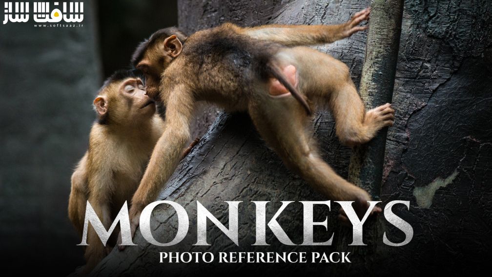دانلود 159 تصویر رفرنس میمون ها برای هنرمندان