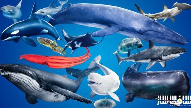 دانلود پکیج حیوانات اقیانوس برای آنریل انجین