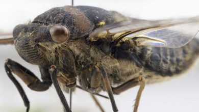 دانلود پک تصاویر رفرنس از حشره سیکادا Cicada