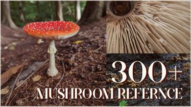 دانلود تصاویر رفرنس بیش از 300 نوع قارچ