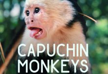دانلود پکیج افکت صوتی میمون های کاپوچین