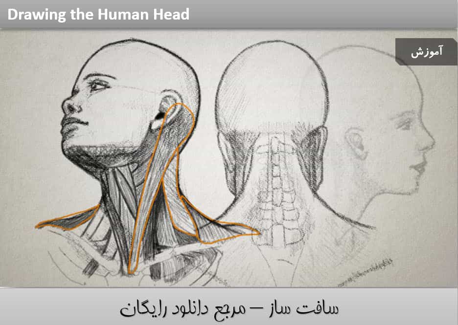 طراحی سر انسان در فتوشاپ