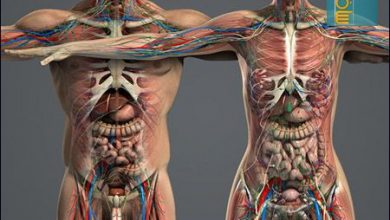 مدل سه بعدی آناتومی بدن