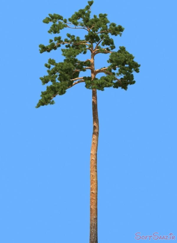 مدلهای درختان کاج iTrees vol.5