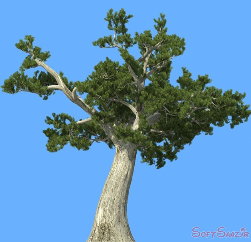 مدلهای درختان کاج iTrees vol.5